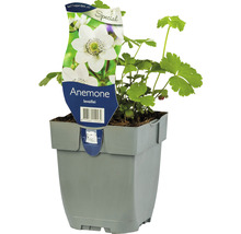 Anemoon Leveillei in pot