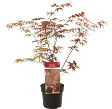 Japanse Esdoorn Acer palmatum 'Atropurpureum' H 40-50 cm