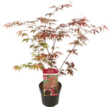 Japanse Esdoorn Acer palmatum 'Atropurpureum' H 40-50 cm