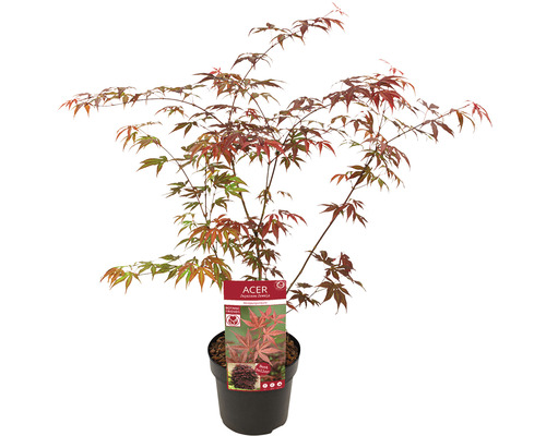 Japanse esdoorn in pot