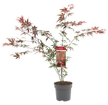 Japanse esdoorn in pot