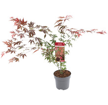 Japanse Esdoorn Acer palmatum 'Atropurpureum' H 60-80 cm