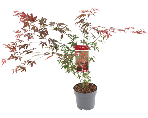 Japanse esdoorn in pot