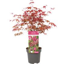 Japanse Esdoorn Acer palmatum 'Beni Maiko' H 30-40 cm