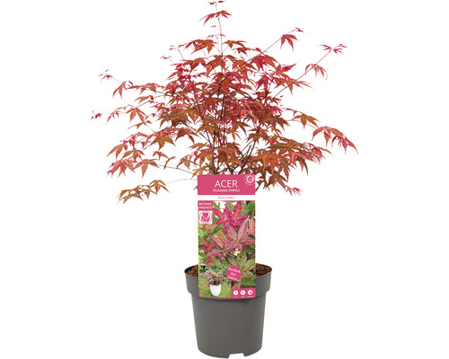 Japanse esdoorn in pot