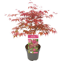 Japanse Esdoorn Acer palmatum 'Beni Maiko' H 30-40 cm