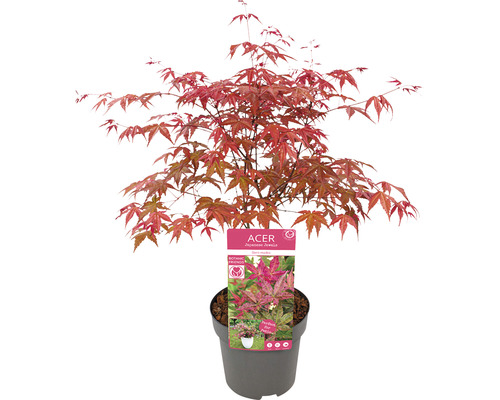 Japanse esdoorn in pot met rode bladeren