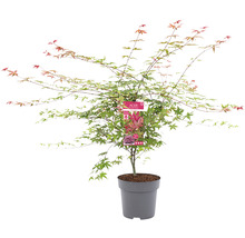 Japanse esdoorn in pot