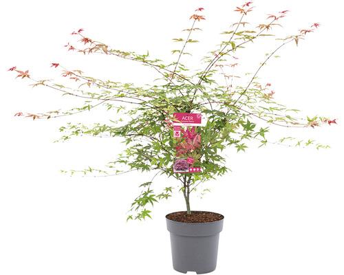 Japanse esdoorn in pot