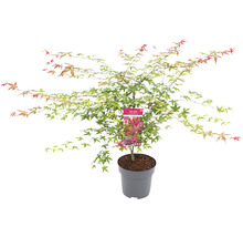 Japanse esdoorn in pot