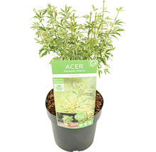 Japanse esdoorn ''Butterfly'' in pot