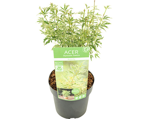 Japanse esdoorn ''Butterfly'' in pot