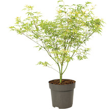 Japanse esdoorn in pot