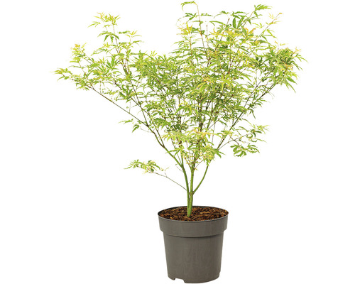 Japanse esdoorn in pot