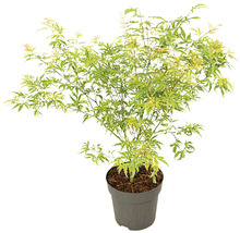 Japanse esdoorn in pot