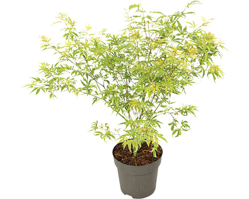 Japanse esdoorn in pot