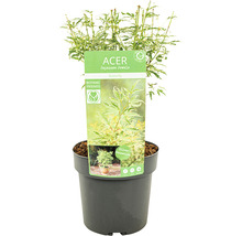 Japanse esdoorn in pot