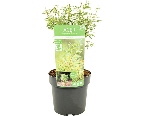 Japanse esdoorn in pot