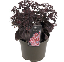 Sedum ''Chocolate Cherry'' in pot