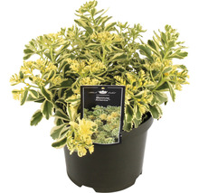 Sedum Atlantis in pot