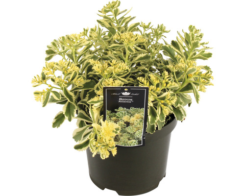 Sedum Atlantis in pot