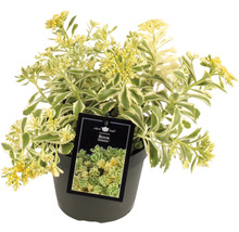 Sedum Atlantis in pot