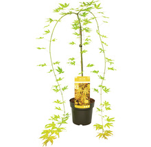 Japanse esdoorn in pot
