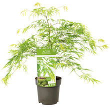 Japanse esdoorn in pot
