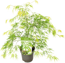 Japanse esdoorn in pot