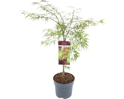 Japanse Esdoorn Acer palmatum 'Garnet ' H 60-80 cm