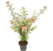 Japanse esdoorn in pot