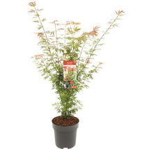 Japanse esdoorn in pot
