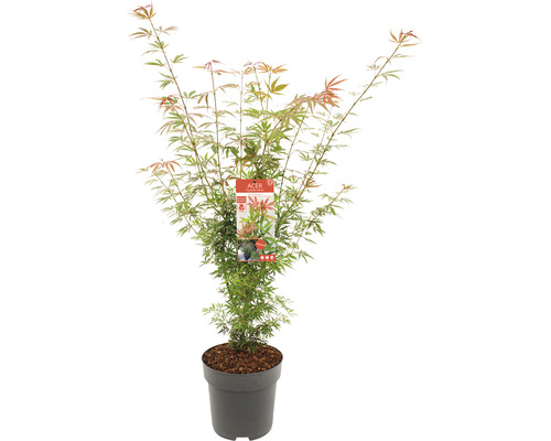 Japanse esdoorn in pot