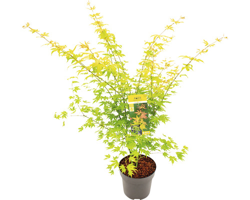 Japanse Esdoorn Acer palmatum 'Orange Dream' potmaat 10 liter H 80-100 cm Japanse esdoorn in pot