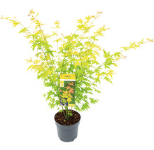 Japanse esdoorn in pot