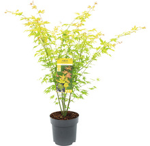 Japanse esdoorn in pot