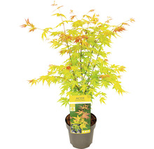 Japanse esdoorn in pot
