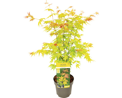 Japanse esdoorn in pot