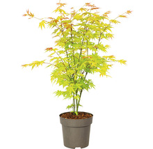 Japanse esdoorn in pot