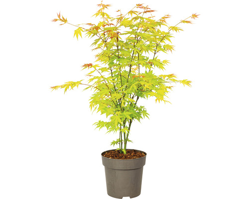 Japanse esdoorn in pot