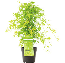 Japanse esdoorn ''Green Carpet'' in pot