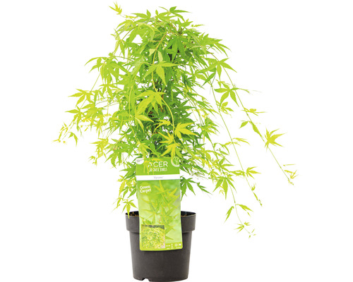 Japanse esdoorn ''Green Carpet'' in pot