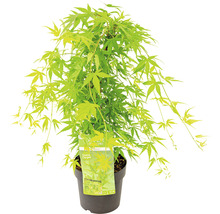 Japanse esdoorn ''Green Carpet'' in pot