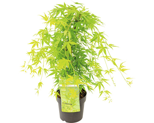 Japanse esdoorn ''Green Carpet'' in pot