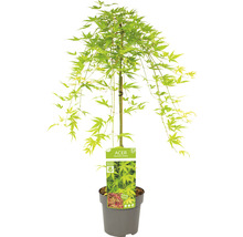 Japanse esdoorn in pot