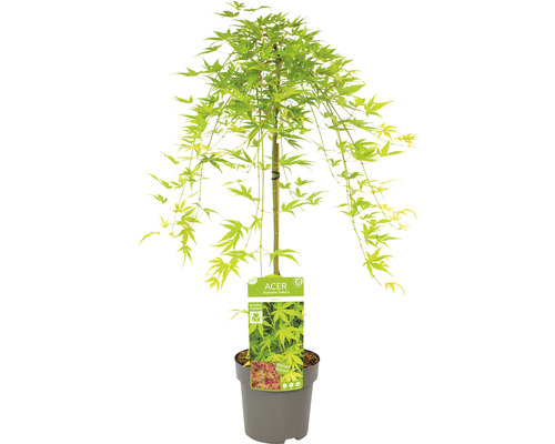 Japanse esdoorn in pot