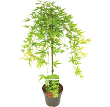 Japanse esdoorn in pot met groene bladeren.