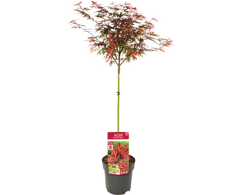 Japanse Esdoorn Acer palmatum 'Shaina' H 85-95 cm