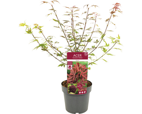 Japanse esdoorn in pot
