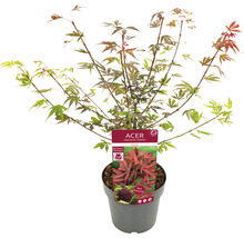 Japanse Esdoorn Acer palmatum 'Shaina' H 50-60 cm